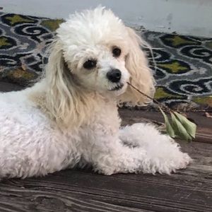 Meet your Posher, Danette